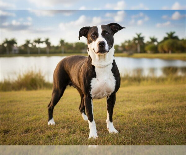 Medium Photo #2 Labrador Retriever-Unknown Mix Puppy For Sale in Tavares, FL, USA