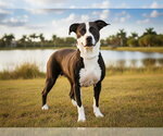 Small #1 Labrador Retriever Mix