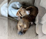 Small #10 American Pit Bull Terrier Mix