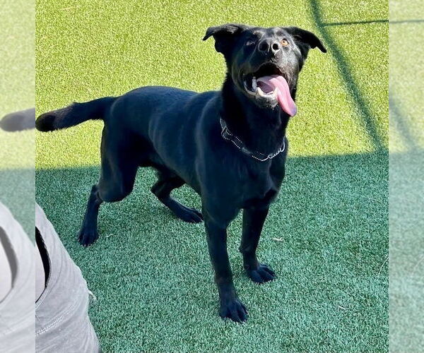 Medium Photo #1 Mutt Puppy For Sale in columbia, SC, USA