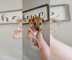 Chihuahua-Unknown Mix Dogs for adoption in Tampa, FL, USA