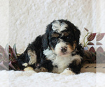 Small Photo #5 Bernedoodle-Poodle (Miniature) Mix Puppy For Sale in NARVON, PA, USA
