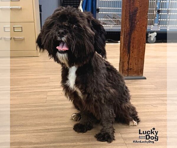 Medium Photo #1 Shih Tzu-Unknown Mix Puppy For Sale in Washington, DC, USA