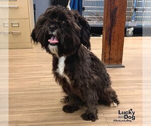 Shih Tzu-Unknown Mix Dogs for adoption in Washington, DC, USA
