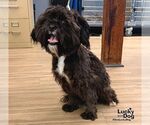 Small Shih Tzu Mix