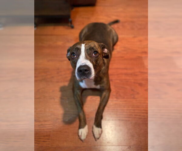 Medium Photo #10 Mountain Cur-Unknown Mix Puppy For Sale in Doylestown, PA, USA