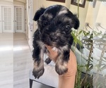 Small #10 Morkie