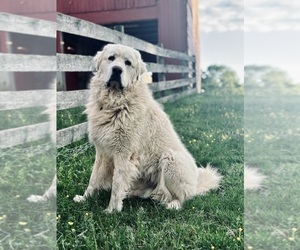 Father of the Great Pyrenees puppies born on 01/11/2026