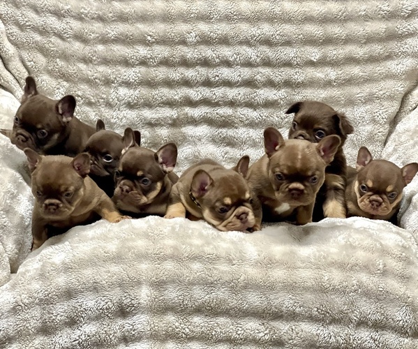 Medium Photo #1 French Bulldog Puppy For Sale in BRIGHTON, CO, USA