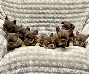 French Bulldog Litter for sale in BRIGHTON, CO, USA