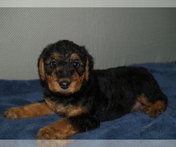 Medium Photo #3 Airedale Terrier Puppy For Sale in CHARLESTOWN, IN, USA