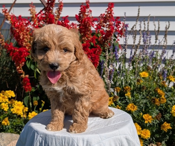 Medium Photo #8 Goldendoodle (Miniature) Puppy For Sale in GOSHEN, IN, USA