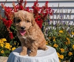 Small #7 Goldendoodle (Miniature)