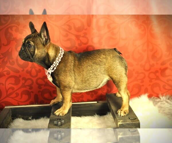 Medium Photo #2 French Bulldog Puppy For Sale in HUDSON, CO, USA