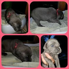 Cane Corso Puppy for sale in CLINTON TOWNSHIP, MI, USA