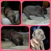 Small Photo #1 Cane Corso Puppy For Sale in CLINTON TOWNSHIP, MI, USA