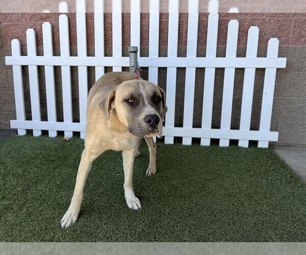 Medium Photo #1 Anatolian Shepherd-Unknown Mix Puppy For Sale in Modesto, CA, USA