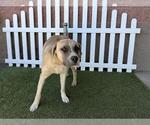 Small Anatolian Shepherd Mix