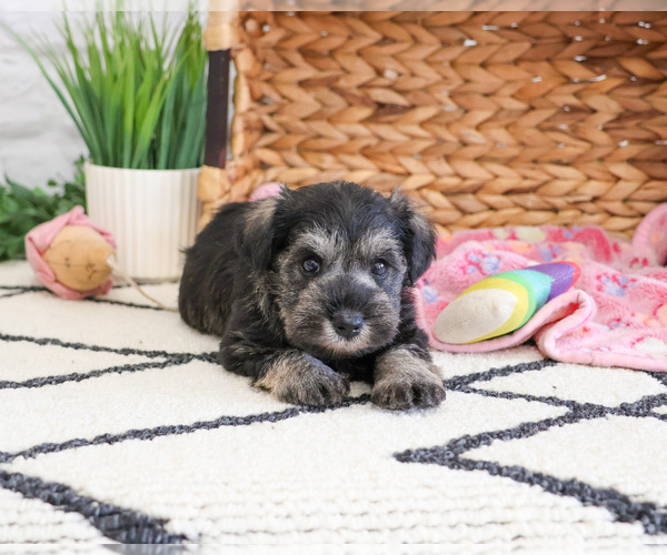 Medium Photo #1 Schnauzer (Miniature) Puppy For Sale in SYRACUSE, IN, USA