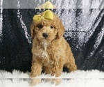 Puppy Winston AKC Poodle (Miniature)