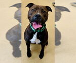 Small American Pit Bull Terrier