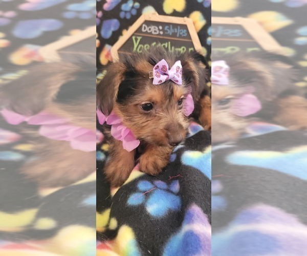Medium Photo #6 Yorkshire Terrier Puppy For Sale in AKRON, OH, USA