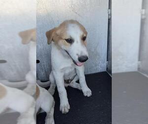 Mutt Dogs for adoption in San Antonio, TX, USA