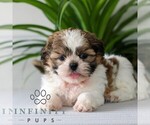 Small #2 Shih Tzu