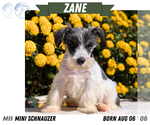 Small #8 Schnauzer (Miniature)
