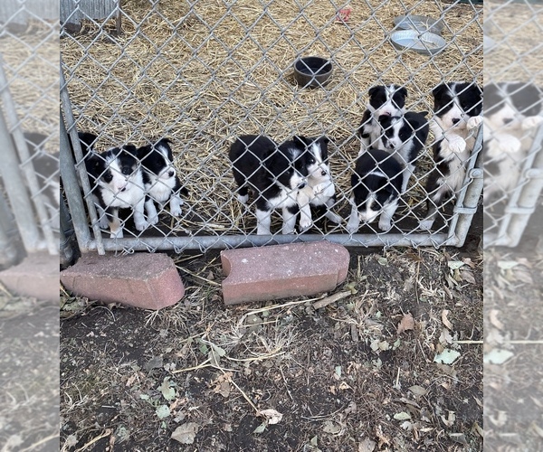 Medium Photo #1 Border Collie Puppy For Sale in INDIANOLA, IA, USA