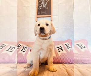 Labrador Retriever Puppy for sale in MAYSVILLE, GA, USA