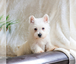 Small #7 West Highland White Terrier