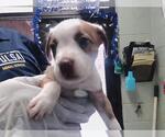Small Parson Russell Terrier Mix
