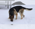 Small #27 German Shepherd Dog