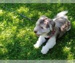 Small Photo #1 Havanese Puppy For Sale in WINSTON SALEM, NC, USA