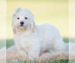 Small Photo #69 Goldendoodle (Miniature) Puppy For Sale in WARSAW, IN, USA