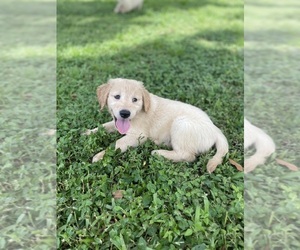 Golden Retriever Puppy for sale in TAMPA, FL, USA