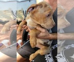 Small Photo #2 Catahoula Bulldog Puppy For Sale in MIAMI BEACH, FL, USA
