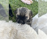Small Photo #1 Maltipom Puppy For Sale in MIRA LOMA, CA, USA
