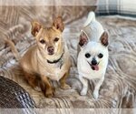Small Photo #3 Chihuahua-Unknown Mix Puppy For Sale in Santa Clara, CA, USA