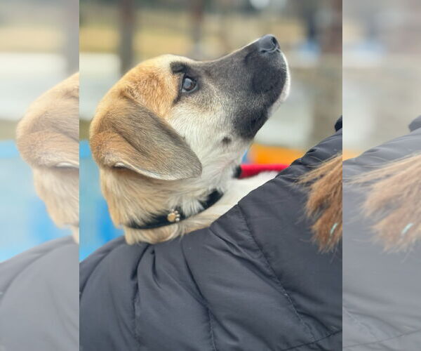 Medium Photo #3 Toxirn Puppy For Sale in Virginia Beach, VA, USA