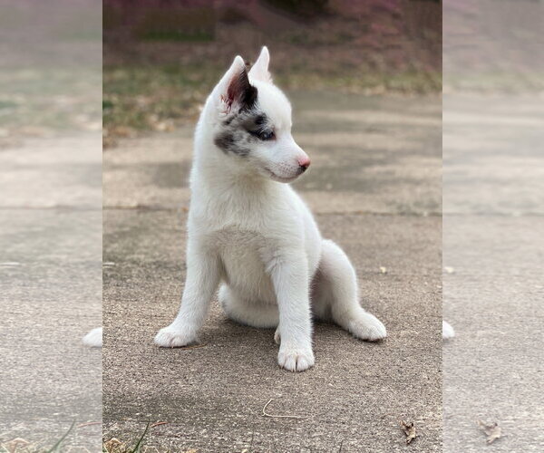 Medium Photo #12 Pomsky Puppy For Sale in St. Louis Park, MN, USA