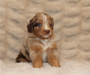 Australian Retriever Puppy for Sale in STEWART, Mississippi USA