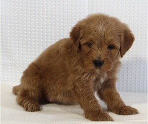 Goldendoodle (Miniature) Puppy for sale in FREDERICKSBURG, OH, USA