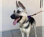 Small German Shepherd Dog
