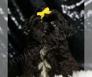 Shih Tzu Puppy for sale in WARSAW, IN, USA