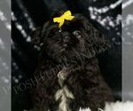 Small Shih Tzu