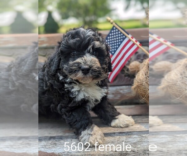 Medium Photo #1 Miniature Bernedoodle Puppy For Sale in CLARE, IL, USA