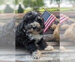 Small Photo #1 Miniature Bernedoodle Puppy For Sale in CLARE, IL, USA