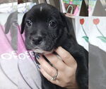 Small Labrador Retriever Mix